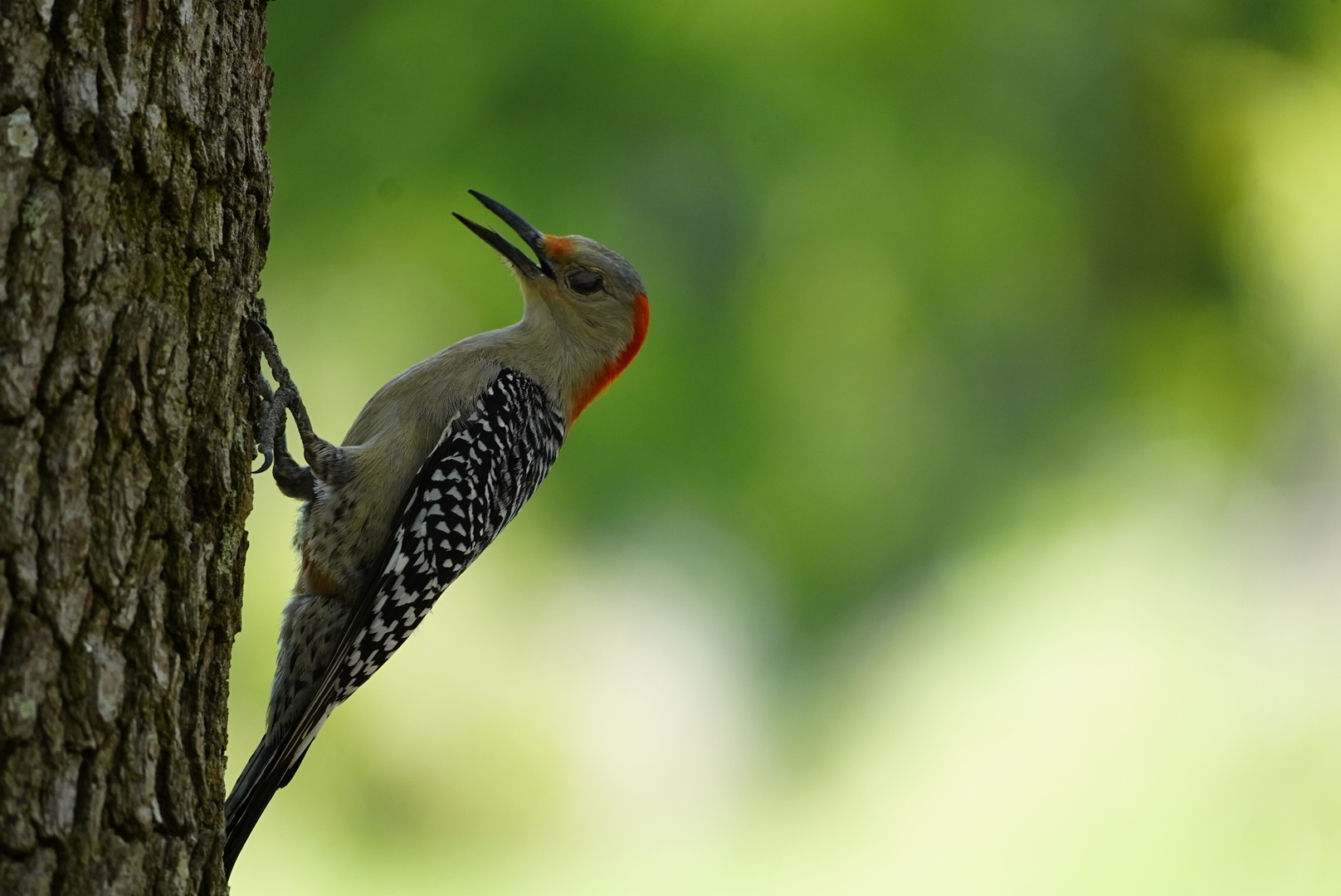 Wildlife Photography