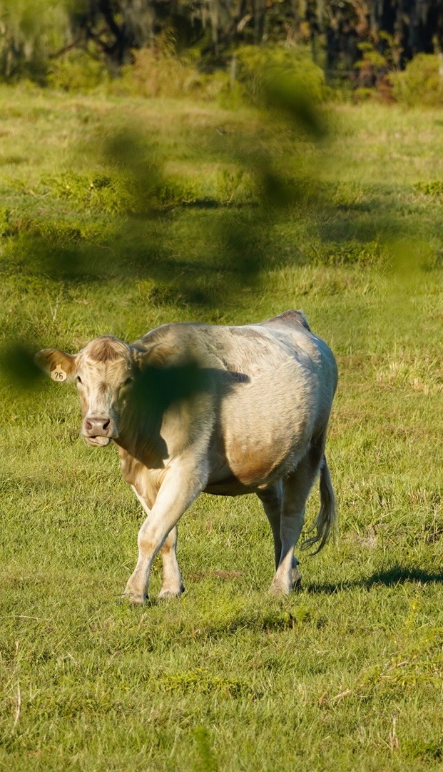 Wildlife