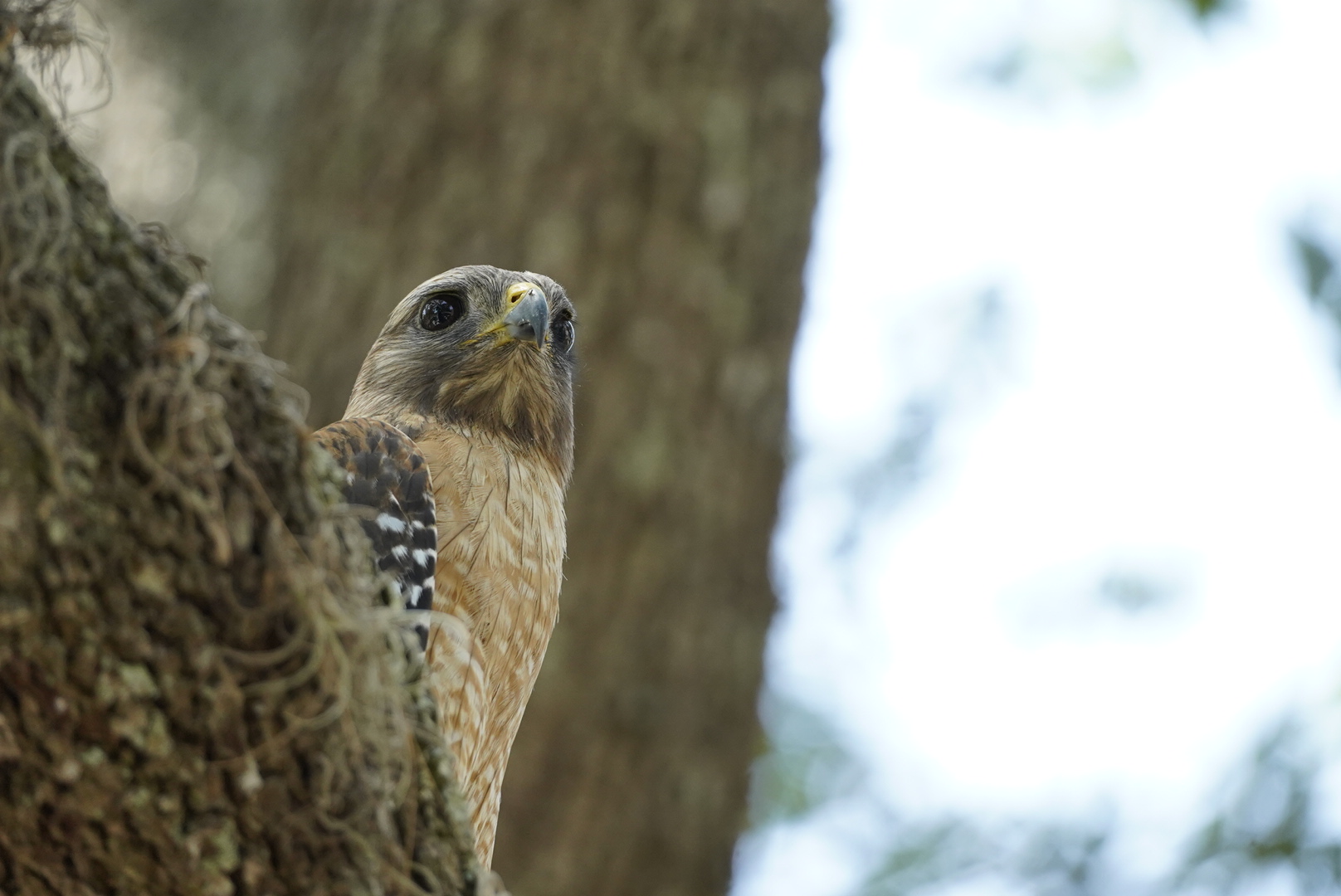 Wildlife
