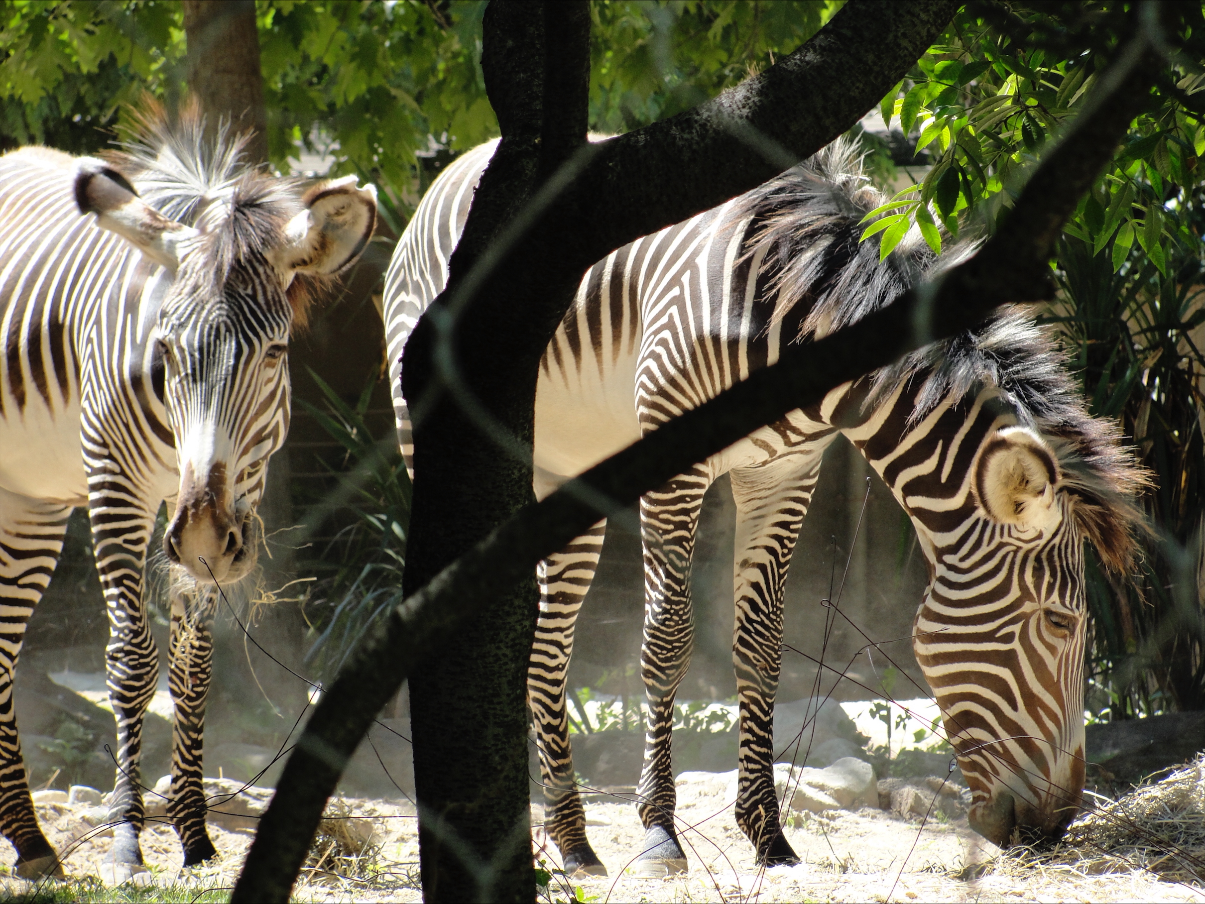 Wildlife